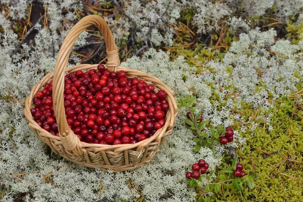 Cranberries Bast Basket — Stock Photo, Image