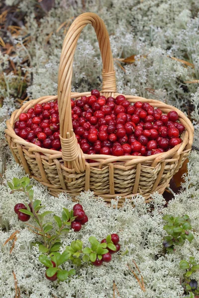 Cranberry Dalam Keranjang Bast — Stok Foto