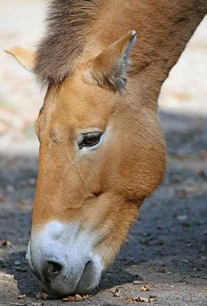 Close Przewalski Cavalo Equus Ferus Przewalskii — Fotografia de Stock
