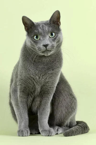 Purebred Cat Russian Blue Felis Silvestris Catus Male Age Months — стоковое фото