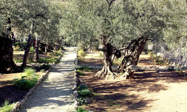 Κήπος Gethsemani Ελαιώνας Που Ιησούς Επισκέφτηκε Την Ιερουσαλήμ — Φωτογραφία Αρχείου