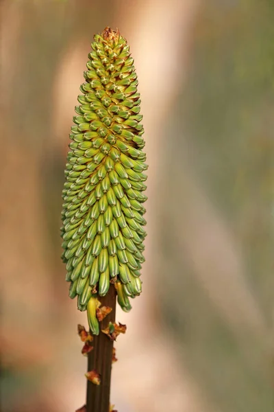 Candela Fiori Sulla Spinosa Aloe Spinosa Aloe Aculeata — Foto Stock