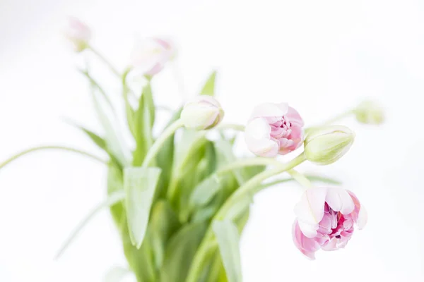 Una Flor Apertura Tulipán Rosa Medio Ramo Flores Como Tiro — Foto de Stock