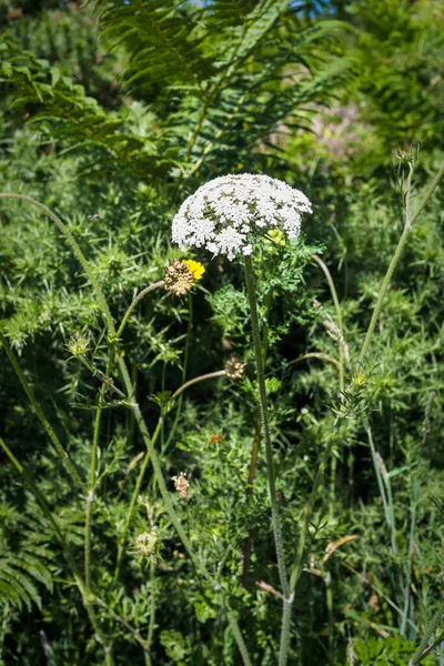 travel to France - white yarrow flower on meadow in Ploumanac\'h site of Perros-Guirec commune on Pink Granite Coast of Cotes-d\'Armor department in the north of Brittany in sunny summer day