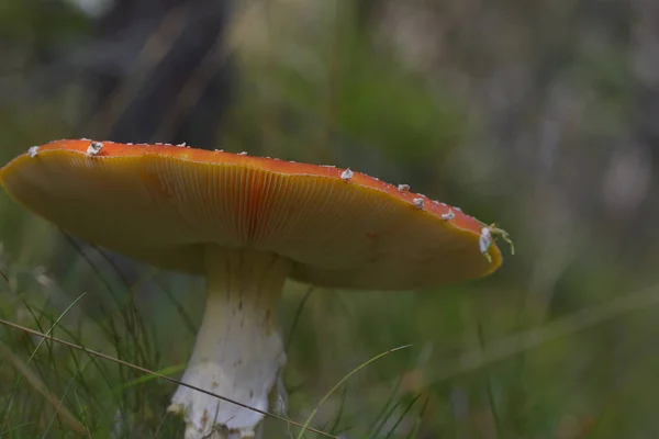 Den Röda Toadpallen Tillhör Gruppen Giftiga Svampar — Stockfoto