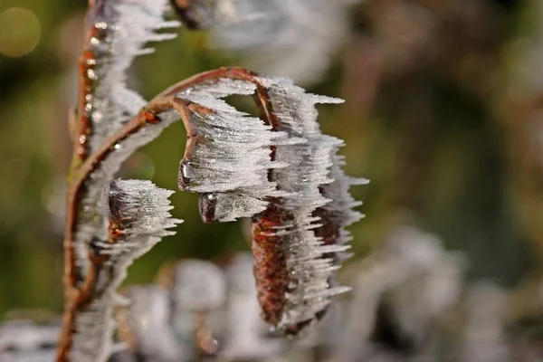 Erlenzweig Hoarfrost Hoher Meissner — Stock Photo, Image