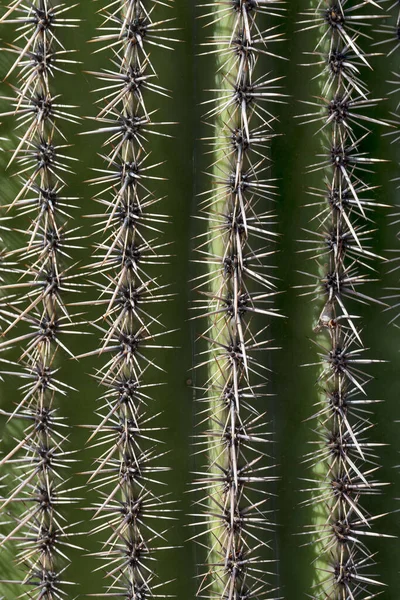 Candelabra Cactus Carnegiea Gigantea Saguaro National Park Sonoran Desert Tucson — Stock Photo, Image