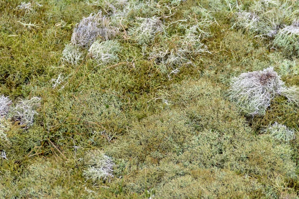 Оленячі Озера Біля Піщаних Дюн Зеленій Провінції — стокове фото