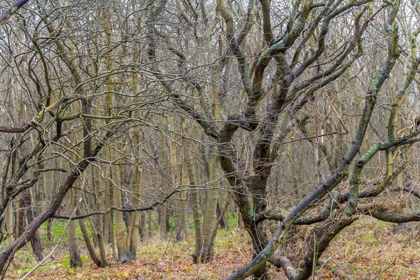 Paesaggi Forestali Costieri Vicino Domburg Zeeland Una Provincia Nei Paesi — Foto Stock