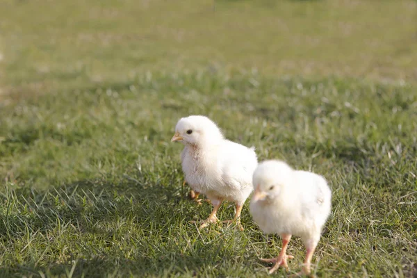 Jeune Poulet Sur Une Prairie Plein Air — Photo