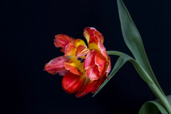 ดอกไม บานสะพร งในธรรมชาต ปดอกไม — ภาพถ่ายสต็อก