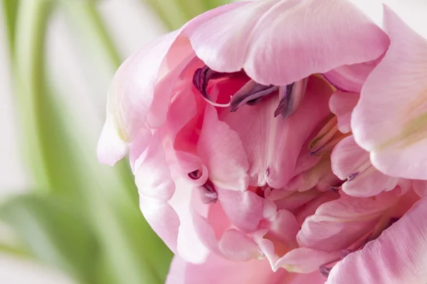 Pembe Lale Çiçeklerinin Açan Çiçekleri — Stok fotoğraf