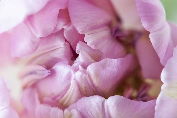 Öffnung Blüte Einer Rosa Tulpe Blütenblätter — Stockfoto