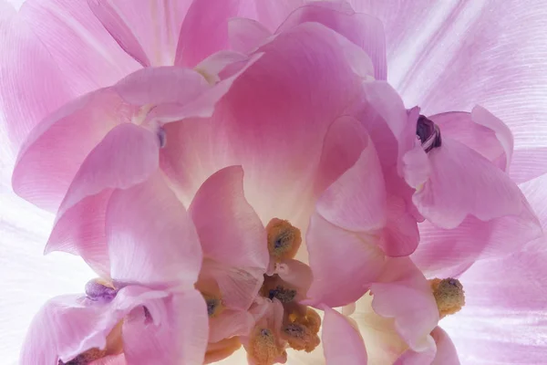 Opening Bloesem Van Een Roze Tulp Bloemblaadjes — Stockfoto