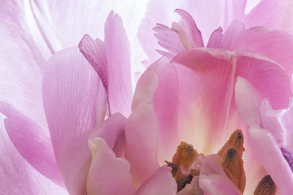 Öffnung Blüte Einer Rosa Tulpe Blütenblätter — Stockfoto