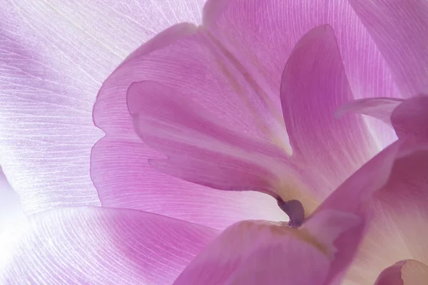 チューリップのピンクの花びら — ストック写真