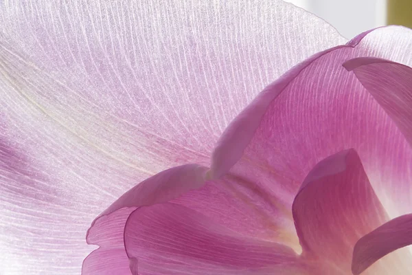 チューリップの花の花弁 春の植物 — ストック写真