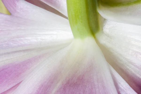 Квітуча Шия Рожевого Тюльпана — стокове фото
