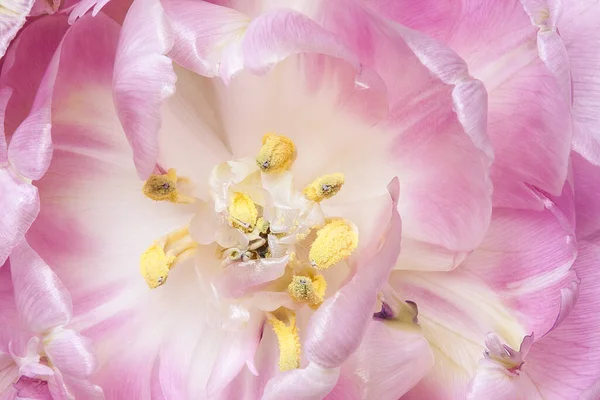 Een Opening Bloesem Van Een Roze Tulp — Stockfoto