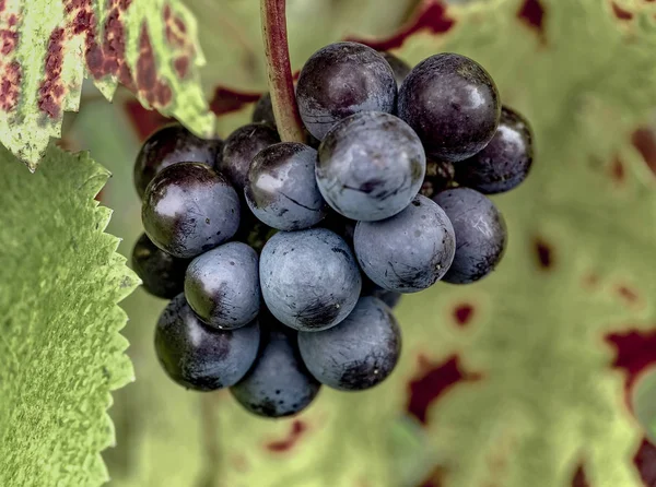 Ripe Pinot Noir Grapes Autumnal Vine Leaves — Stock Photo, Image