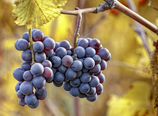 Raisin Pinot Noir Mûr Feuilles Vigne Automnales — Photo