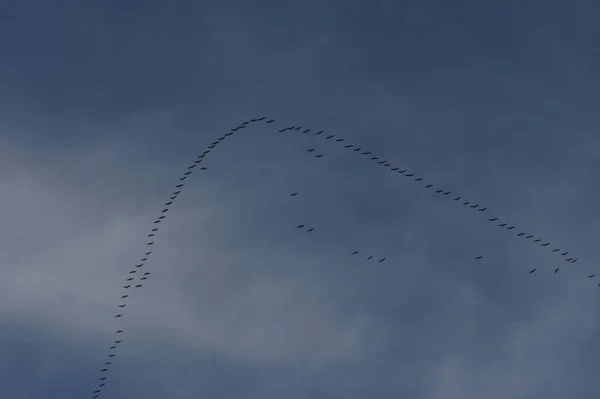 Entstehung Fliegender Kraniche — Stockfoto