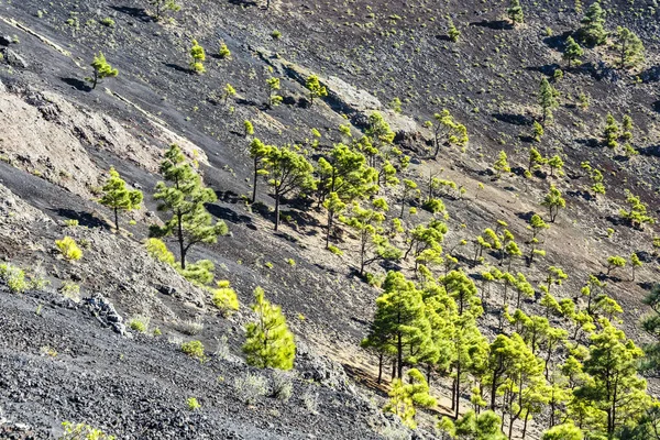 Pino Canarino Pinus Canariensis Nel Vulcano San Antonio Palma — Foto Stock