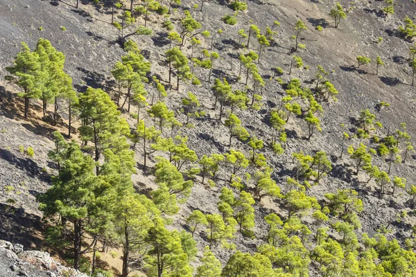 Pino Canario Pinus Canariensis Volcán San Antonio Palma —  Fotos de Stock