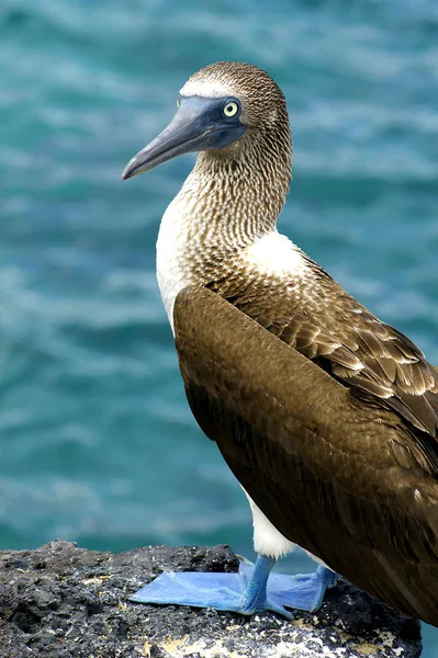 Adult Blue Footed Boobies Rock Sea Galapagos Islands Ecuador — Stock Photo, Image