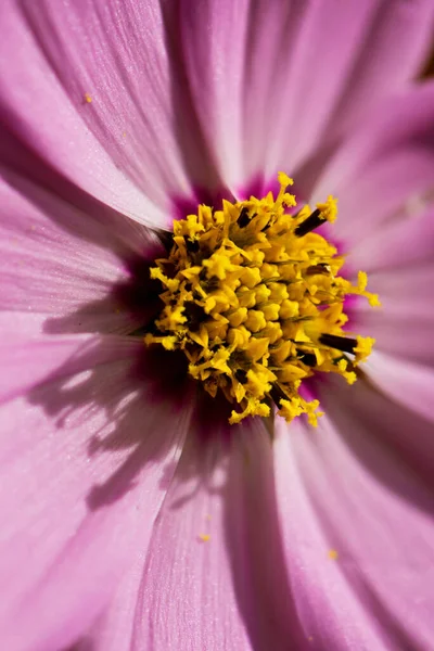 黄色の心を持つ新鮮なピンクの花のマクロショット — ストック写真