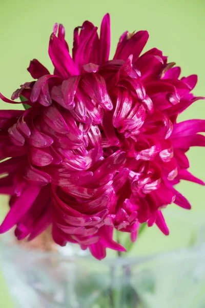 Nahaufnahme Der Blume Aster Auf Grünem Hintergrund — Stockfoto