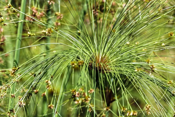 Piękne Botaniczne Ujęcie Naturalna Tapeta — Zdjęcie stockowe