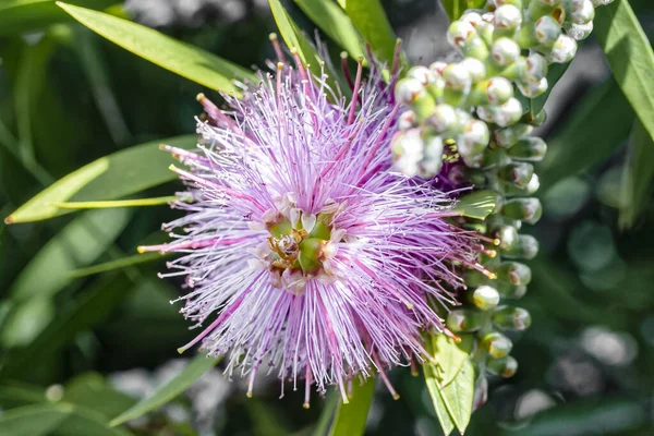 Puderquastenstrauch Calliandra Tergemina Brasilien — Photo