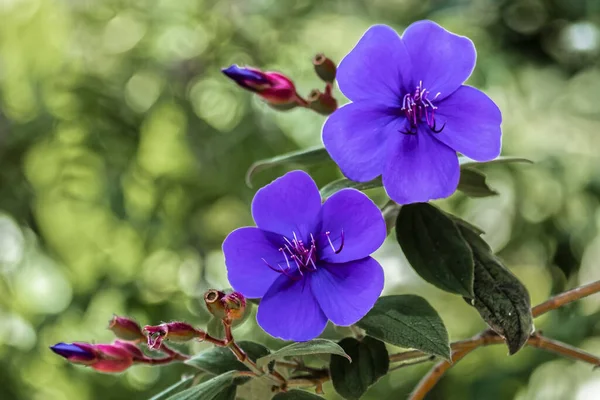 Prinzessinnenblume Tibouchina Urvilleana Brasilien — 图库照片