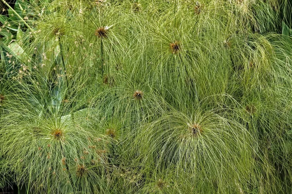 stock image green grass with a large cactus