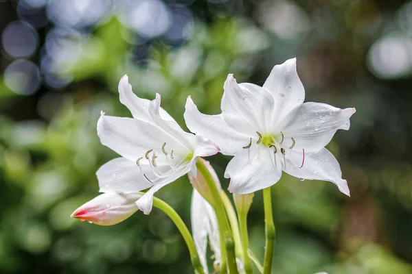 Fehér Liliom Virágok Kertben — Stock Fotó