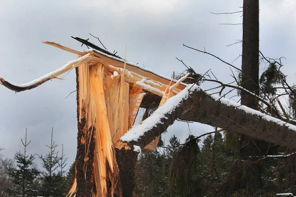 暴风木 在云杉上 在阿恩斯堡上方的阿恩斯堡森林里 一场暂时加重了飓风的风暴 一只巨大的云杉被完全摧毁了 它们无法承受巨大的风压 — 图库照片