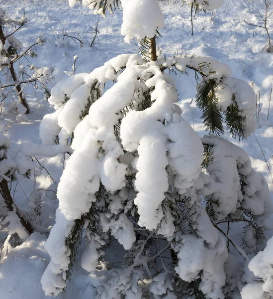 Grenar Gran Fotograferade Närbild Nålarna Kom Frost Efter Natten Kon — Stockfoto