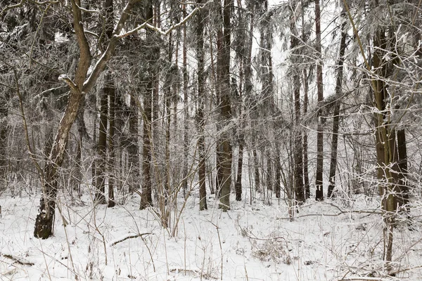 Branches Spruce Photographed Close Needles Frost Appeared Night Cone Grows — Stock Photo, Image