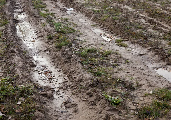 Alti Pini Con Aghi Bassi Alberi Decidui Nudi Nel Gelo — Foto Stock