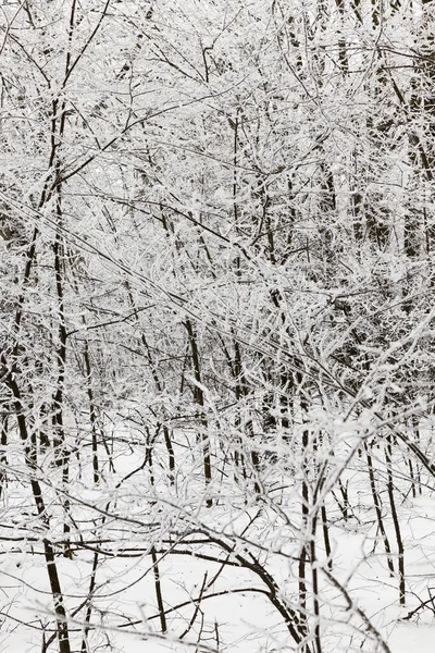 針のある高い松の木と霜の低い裸の落葉樹 野生の霜の冬の日 — ストック写真
