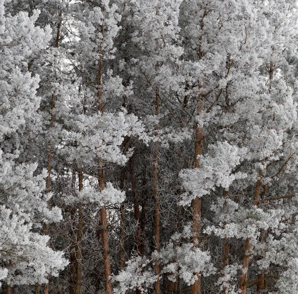 Höga Tallar Med Barr Och Låga Barrlövträd Frosten Frostig Vinterdag — Stockfoto