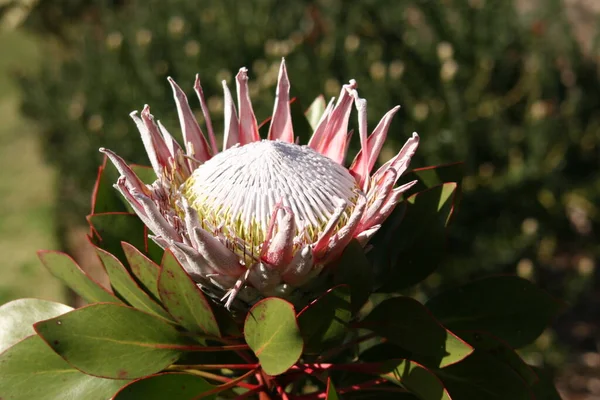 Roi Protea Est Fleur Nationale Afrique Sud — Photo