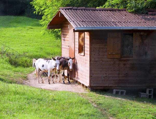 Ezel Dier Fauna Vee — Stockfoto