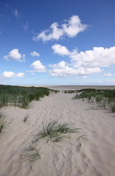 Panoramisch Uitzicht Duinen Selectieve Focus — Stockfoto