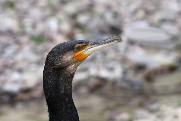 Vacker Utsikt Över Vackra Skarv Fågel Naturen — Stockfoto