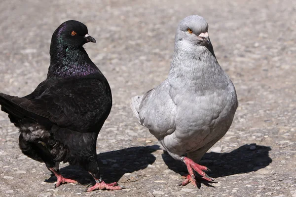 Blick Auf Schöne Vögel Der Natur — Stockfoto