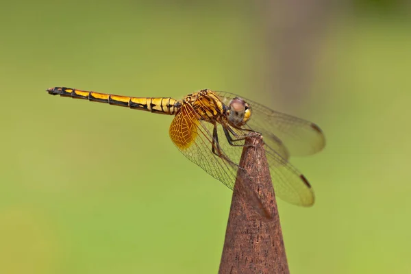 Closeup Macro View Dragonfly Insect — Stock Photo, Image