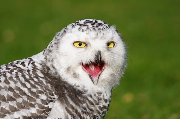 Snow Owl Bubo Scandiacus — Stok Foto