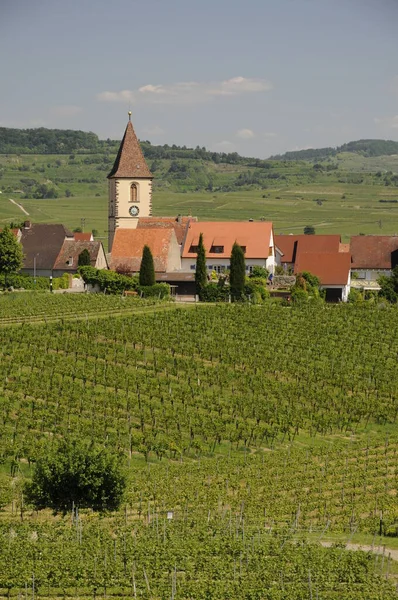 Weinberg Natürliche Flora Und Fauna Landwirtschaft Und Landwirtschaftliche Ernte — Stockfoto